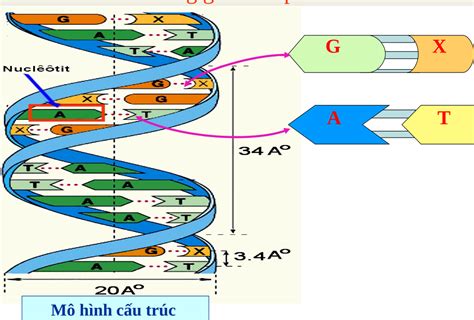 Hướng Dẫn Cách Vẽ Mô Hình Cấu Trúc Adn đơn Giản Và Chi Tiết