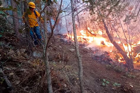 Se Han Registrado 84 Incendios Forestales En Chihuahua