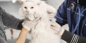 Prazosin for Cats - Usage, Dosage & Side Effects