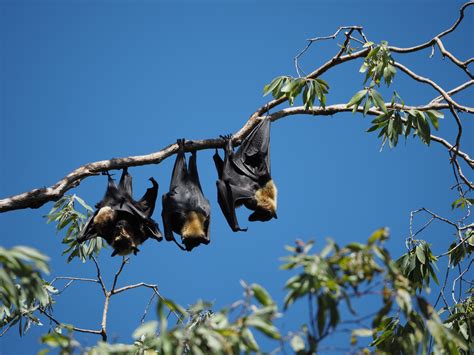 Flying Foxes Fnq