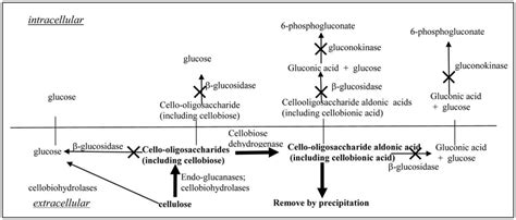 The Mechanism Of Cellulose Degradation By Some Cellulolytic Fungi