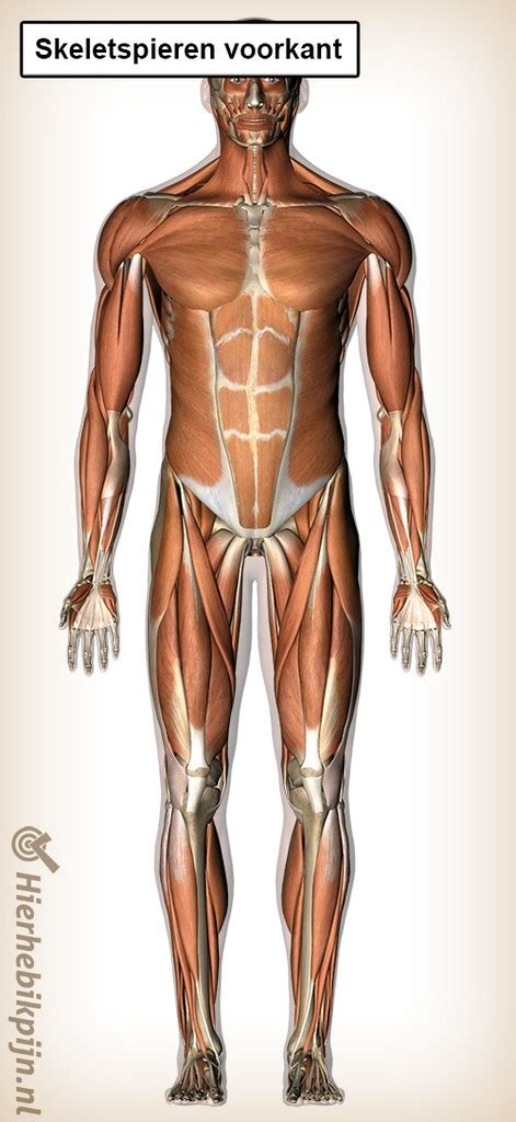 Skeletspieren Ventraal Diagram Quizlet