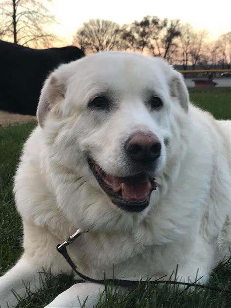 Great Pyrenees Labrador Mix The Ultimate Pyrador Guide