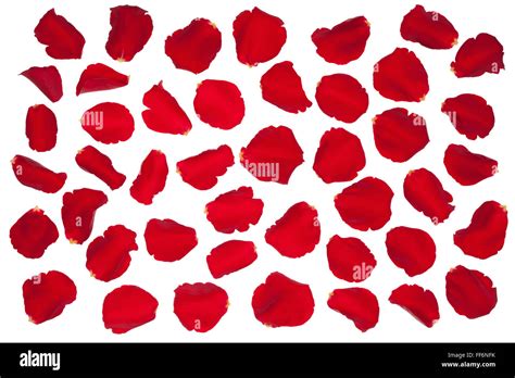 Red Rose Petals Isolated On The White Background Stock Photo Alamy