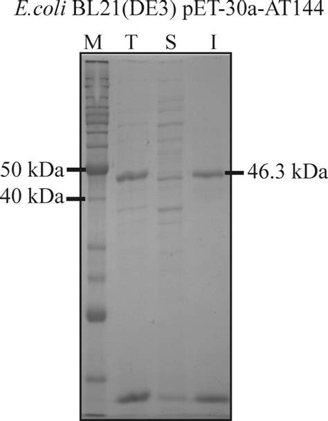 Expression Of FumI In E Coli BL21 DE3 At 37C SDS PAGE 12