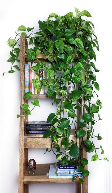 Pothos Plant Facts Uses Grow And Care Guide