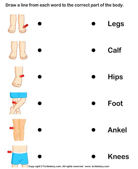 Human Parts Of The Body Human Body Worksheets Kindergarten