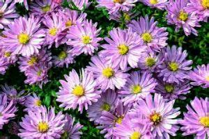 Types of Aster Flowers: Varieties of Aster Plant (With Pictures)