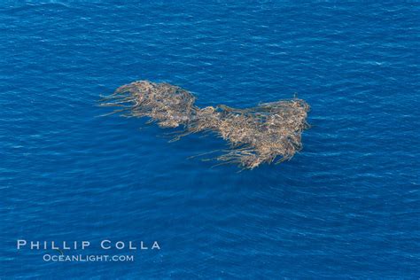 Aerial photo of kelp paddy, drift kelp, Pacific Ocean, Macrocystis pyrifera, California