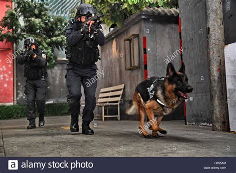 Beijing, China. 5th Nov, 2016. Members of a SWAT team of Beijing police attend a drill with a ...