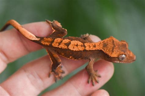 Red Harlequin Crested Gecko