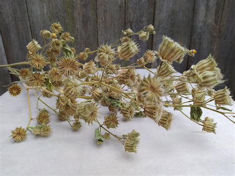 Abutilon Theophrasti Extra-long Stems With Seed Pods Velvet | Etsy