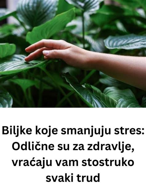 Biljke Koje Smanjuju Stres Odli Ne Su Za Zdravlje Vra Aju Vam