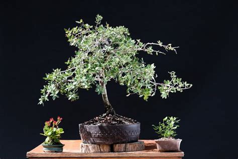 Blue Oak Bonsai