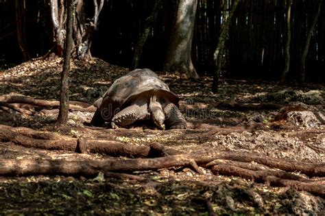 Giant Tortoises of Zanzibar Prison Island Stock Photo - Image of ...