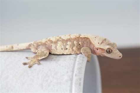 Harlequin Crested Gecko | index