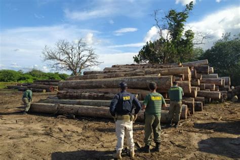 Prf E Ibama Apreendem Mais De M De Madeira Ilegal Em Jacund