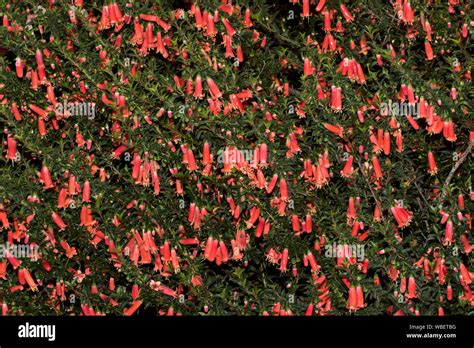 Cluster Of Bright Red Tubular Flowers And Vivid Green Leaves Of