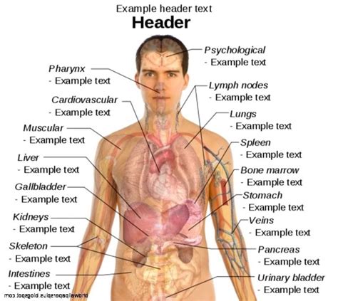 Diagram Of Male Body With Internal Organs Male Human Body Or