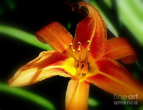 Wild Day Lily Photograph By Priscilla Richardson Fine Art America