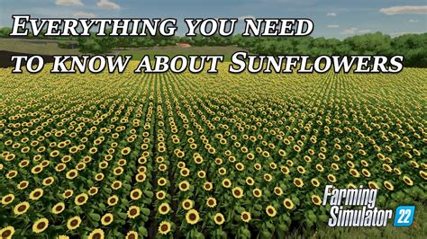 Everything You Need To Know About Sunflowers In Farming Simulator