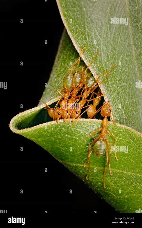 Green tree ant (Oecophylla smaragdina) group building nest by pulling on leaves together, Kakadu ...