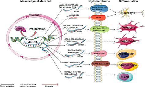 Frontiers Ginsenoside Rg1 As An Effective Regulator Of Mesenchymal