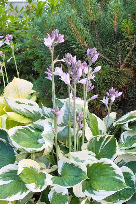 Hosta Care: The Ultimate Guide To Planting and Growing Plaintain Lilies