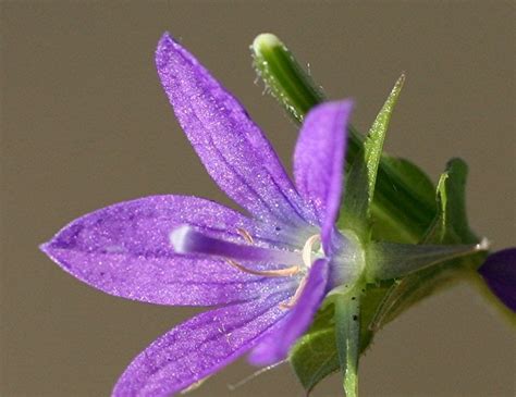 Identifying Wildflowers Triodanis Perfoliata Venus Looking Glass Dave S Garden