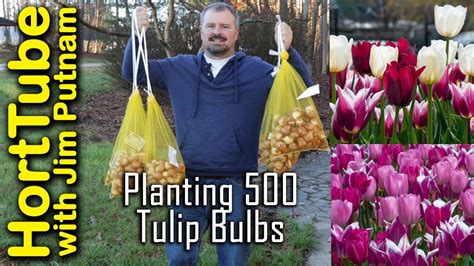 Tulip Planting Depth: How To Plant Your Tulip Bulbs For, 53% OFF