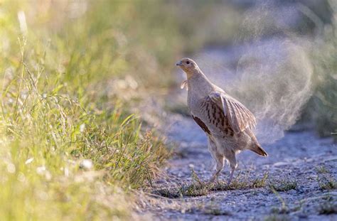 Wahl ist eröffnet Wer wird der Vogel des Jahres Coburg Neue