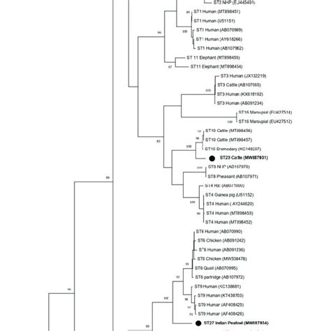 Phylogenetic Relationships Among Blastocystis Full Length Ssu Rrna Gene