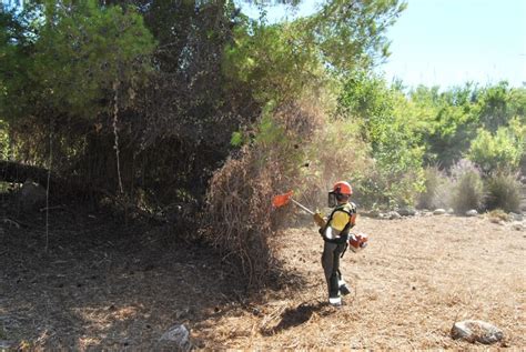 Las brigadas forestales de la Diputación acondicionan el cauce del río