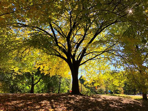 September Is Tree Appreciation Month Prospect Park Alliance