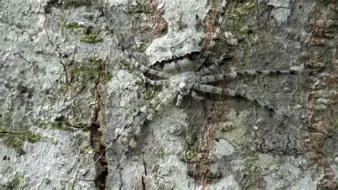 Spider Tree Pandercetes Perfect Camouflage Venomous Insects Fauna