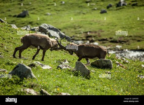 A pair of mountain goats fighting with their horns on a mountain Stock ...