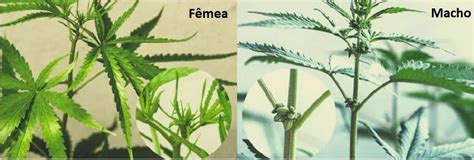 Aprenda A Diferenciar O Sexo Da Plantas De Cannabis