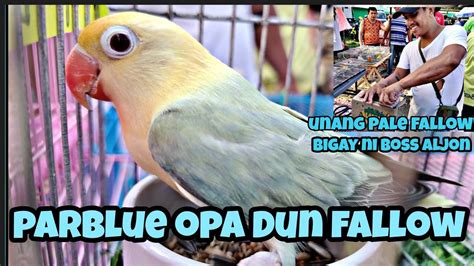 Bocaue Pet Market Pagblue Opaline Dun Fallow Ni Boss Aljon Youtube