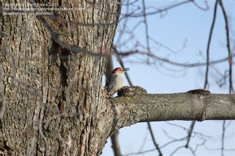 Bird Watching Blazing Fast Shutter Speeds And High ISO Are The Way To