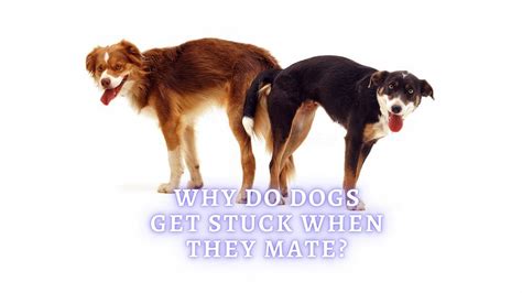 Why Do Dogs Get Stuck When They Mate Vet Advice Dogs Home