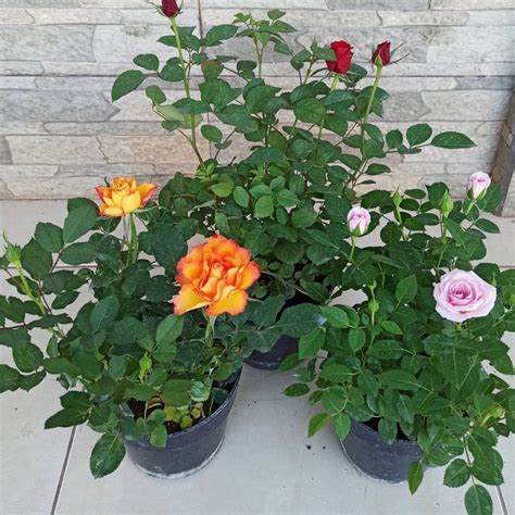 Jual Bibit Tanaman Hias Bunga Mawar Rambat Climbing Rose Cantik Bisa