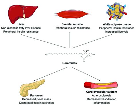 Ceramides In Human Cardiometabolic Diseases Download Scientific Diagram