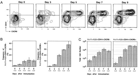 Antigen Specific Cd T Cell Expression Of Cxcr During A Primary Immune