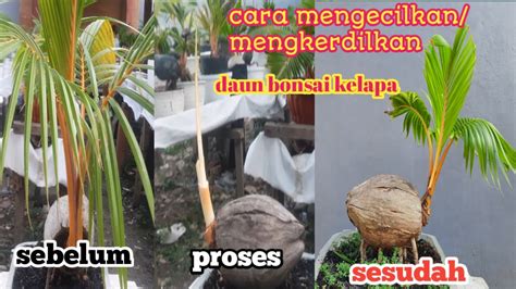 PRUNING CARA MENGECILKAN ATAU MENGKERDILKAN DAUN BONSAI KELAPA YouTube