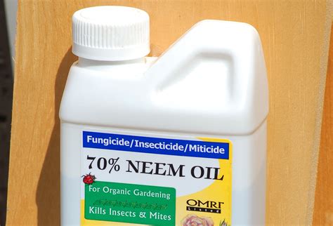 Using Neem Oil as an Organic Insecticide