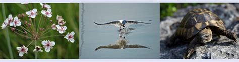 About Lake Skadar - Lake Skadar Adventure Tours