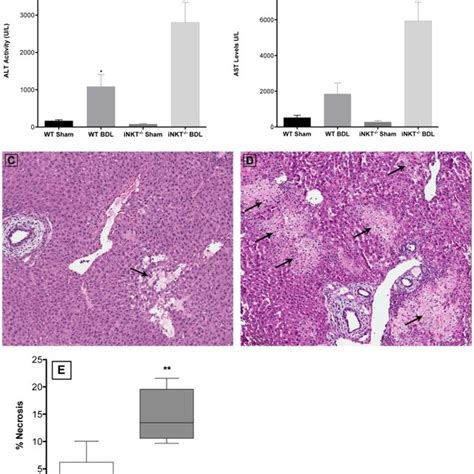 Kupffer Cells Induce The Activation And Accumulation Of Inkt Cell In