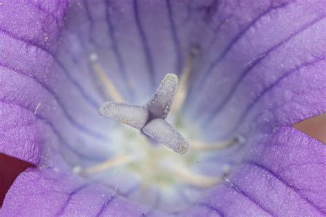 Wiesen Glockenblume Wiesen Glockenblume Campanula Patula Flickr