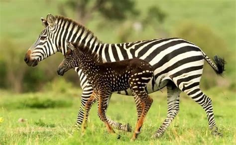 Zebra rara bolinhas no lugar de listras é fotografada no Quênia e