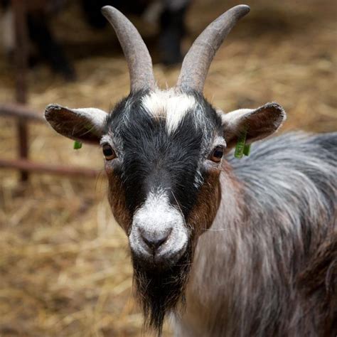 Lane Ends Pygmy Goats